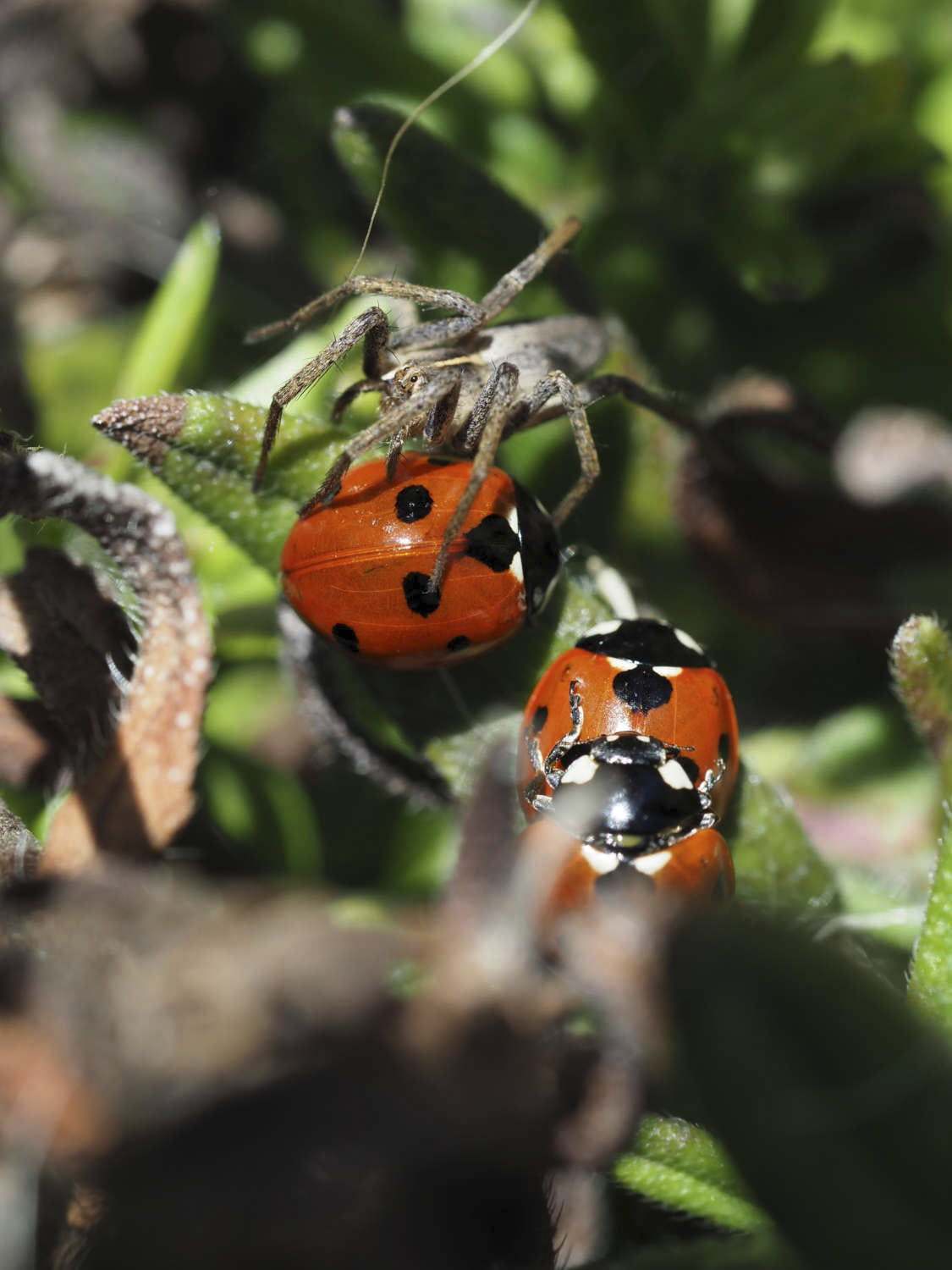 Spider, ladybird